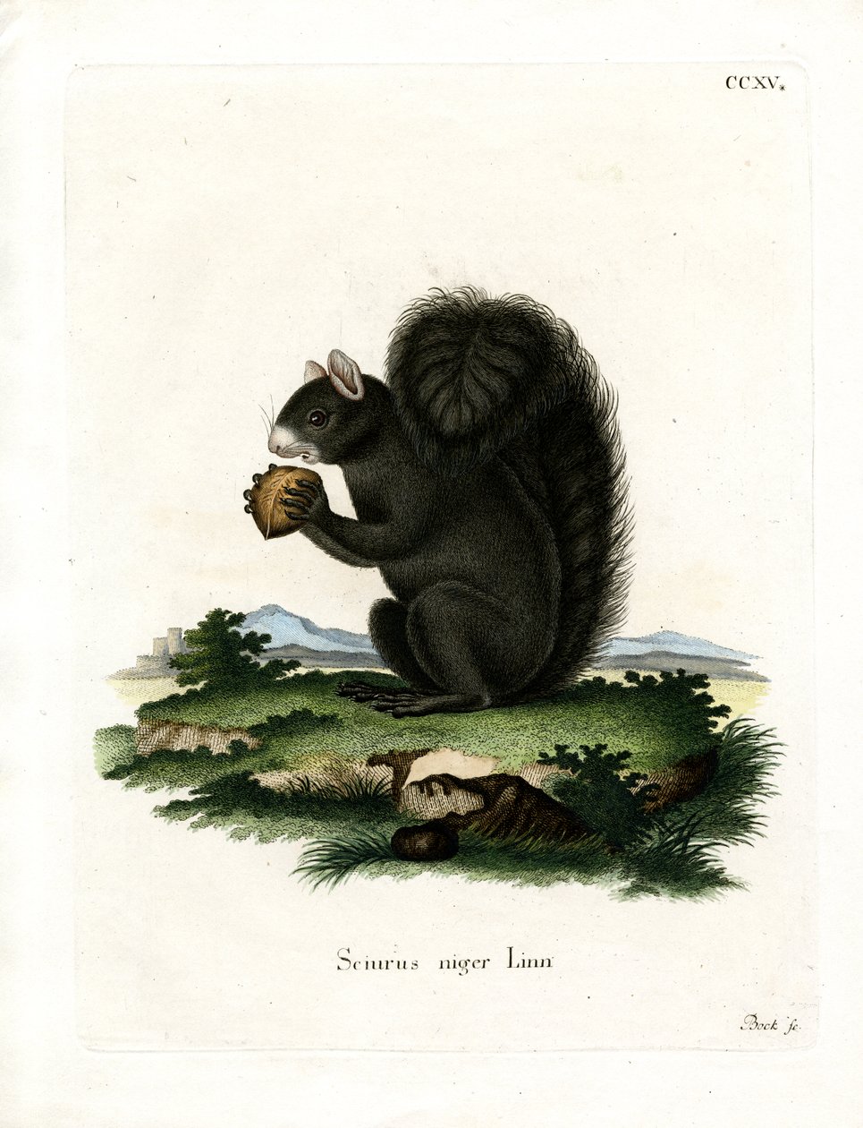 Fuchshörnchen von German School
