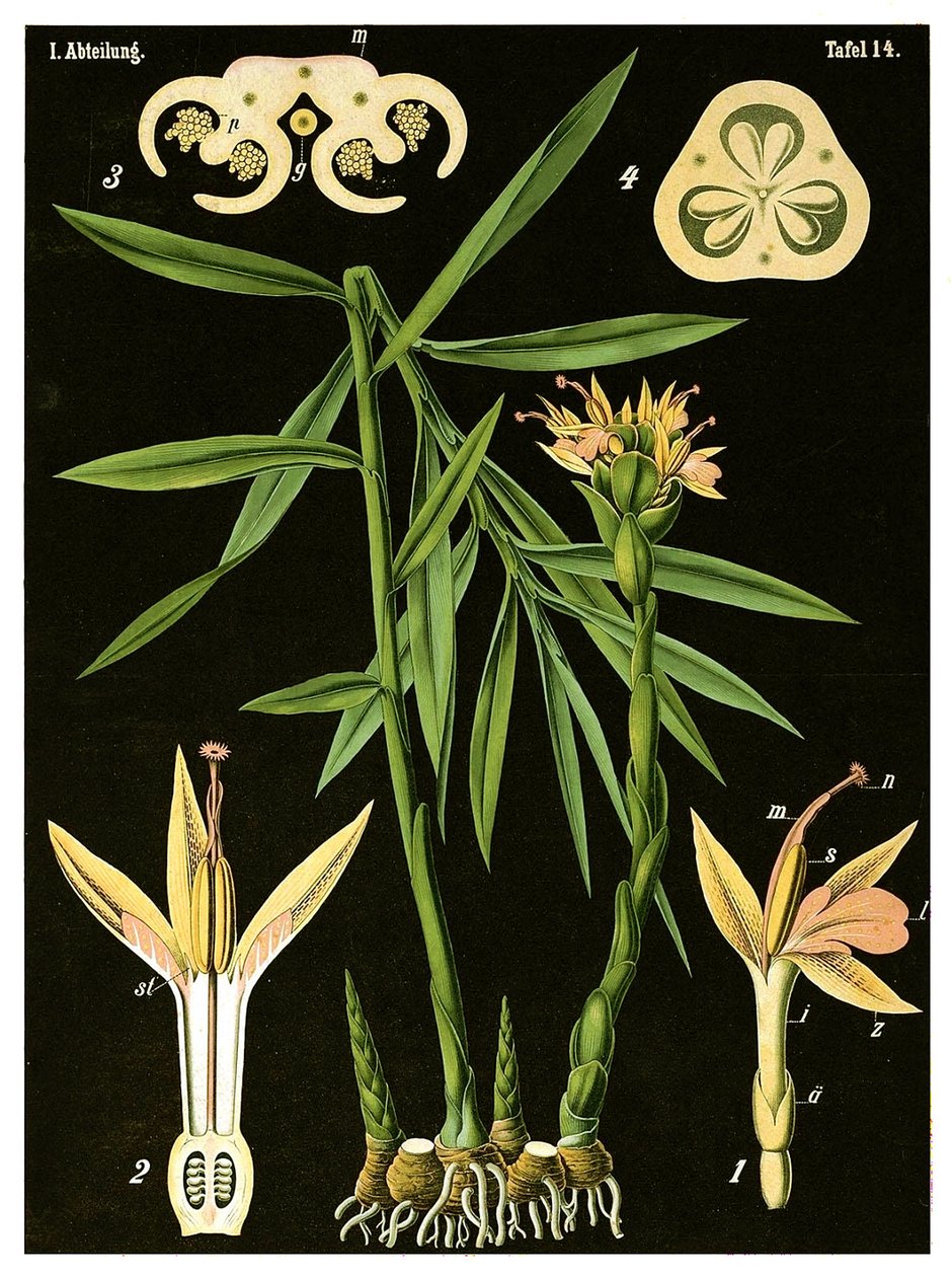 Ingwer (Zingiber officinale Roscoe) um 1890 von German School