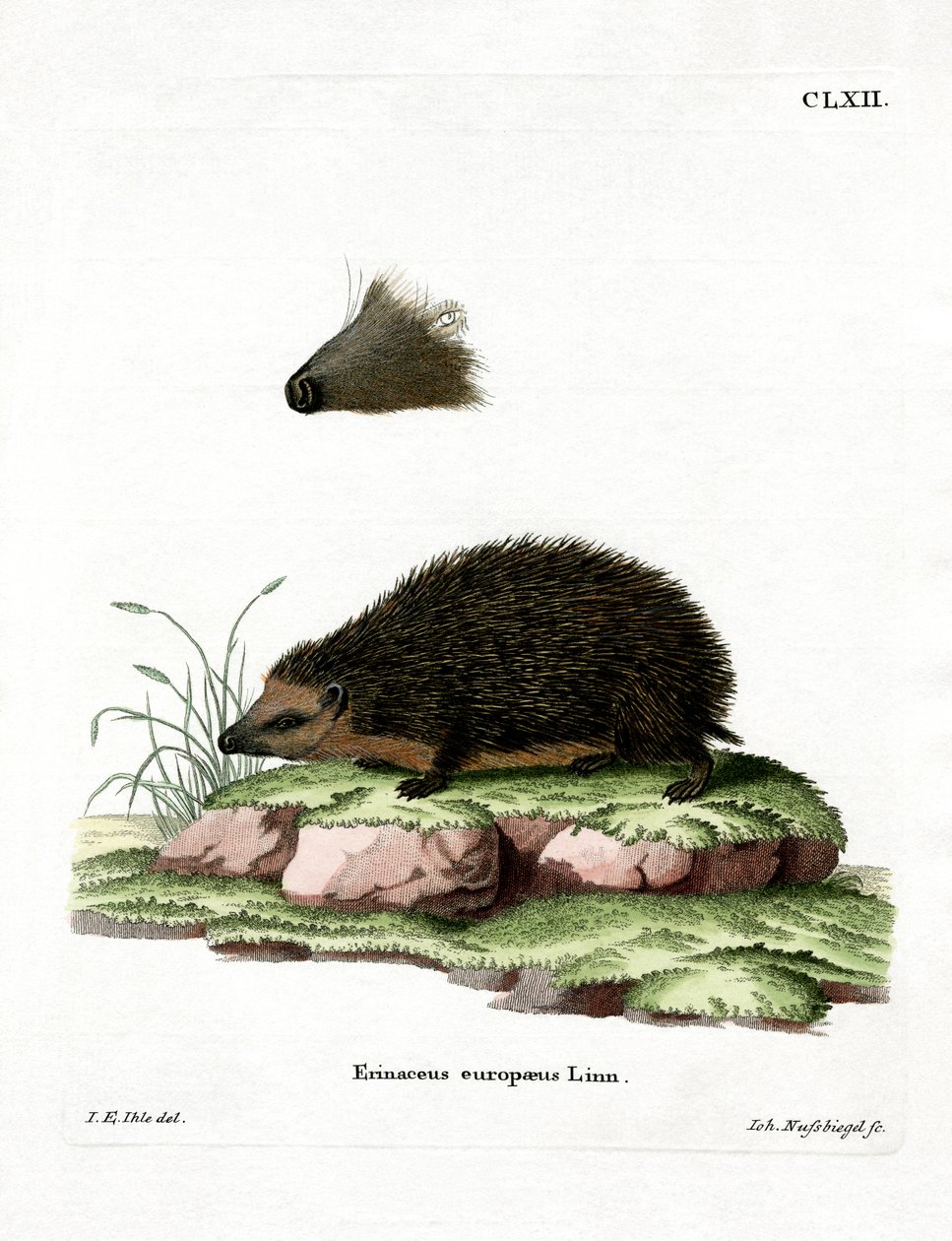 Igel von German School
