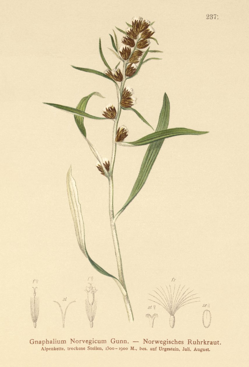 Hochland-Ruhrkraut (Gnaphalium norvegicum) von German School