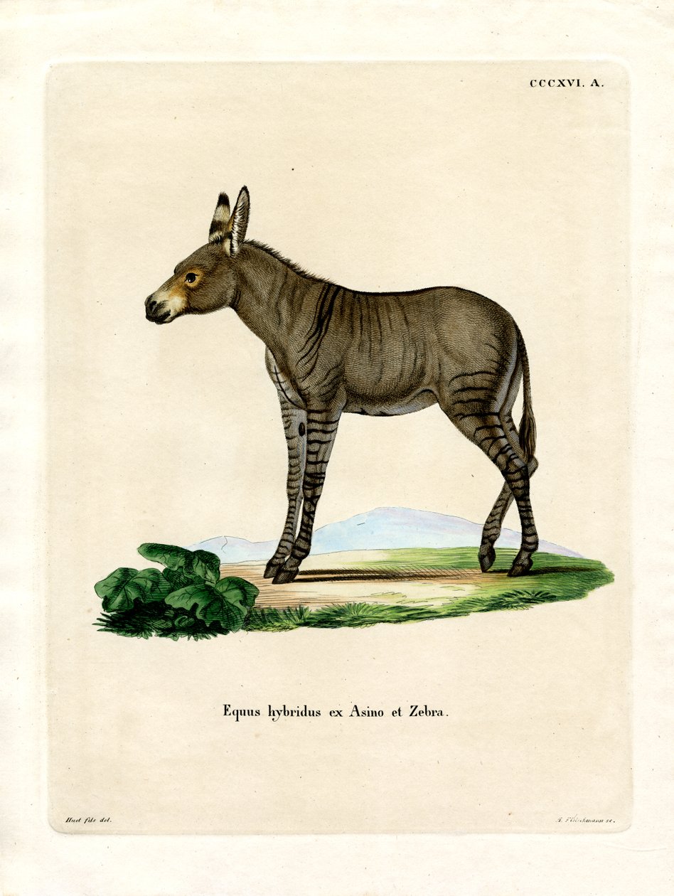 Hybrid-Zebra von German School