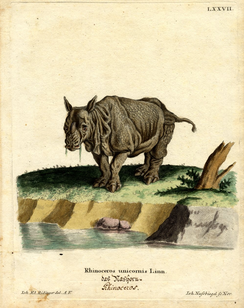 Indisches Nashorn von German School