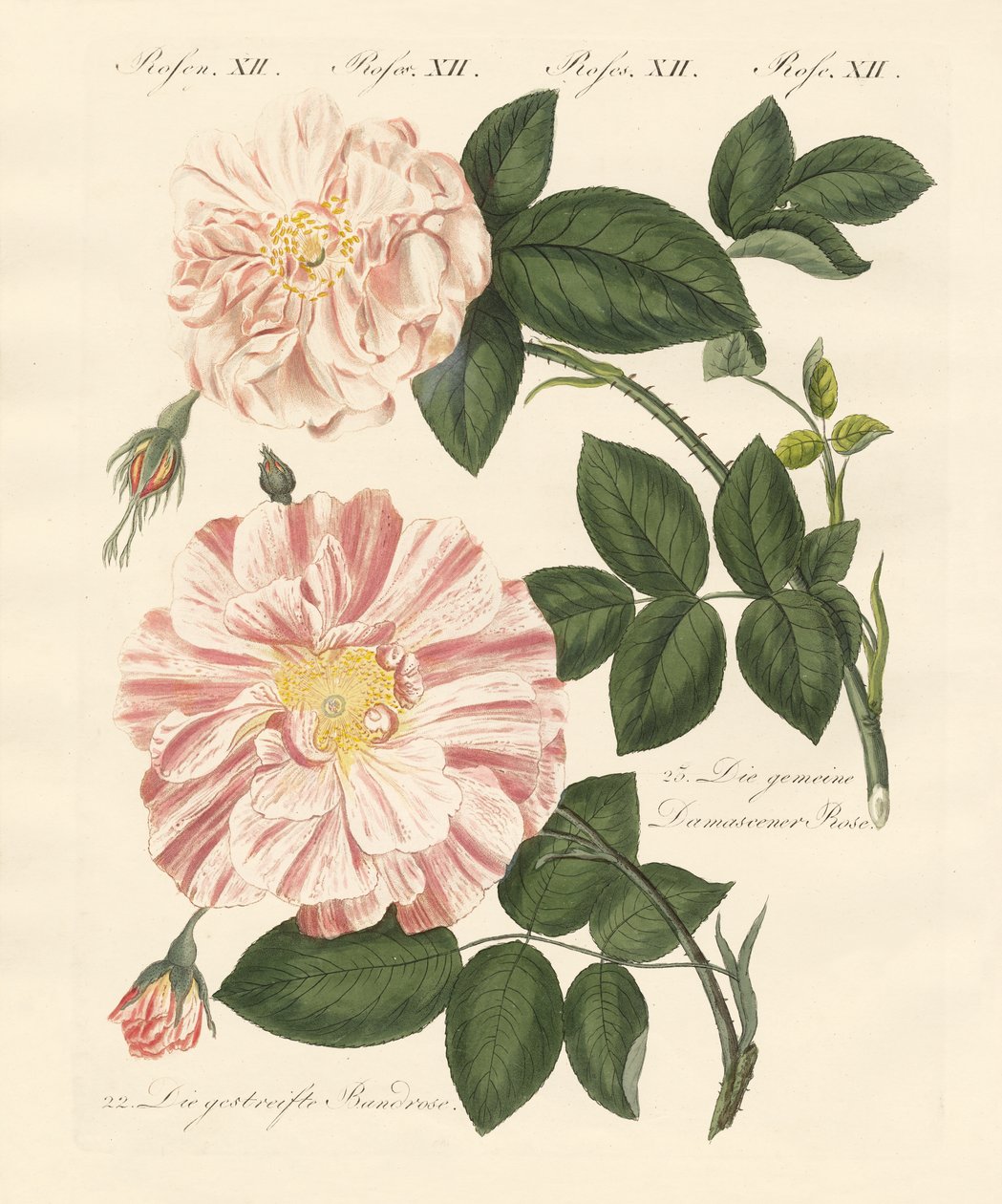 Arten von Rosen von German School