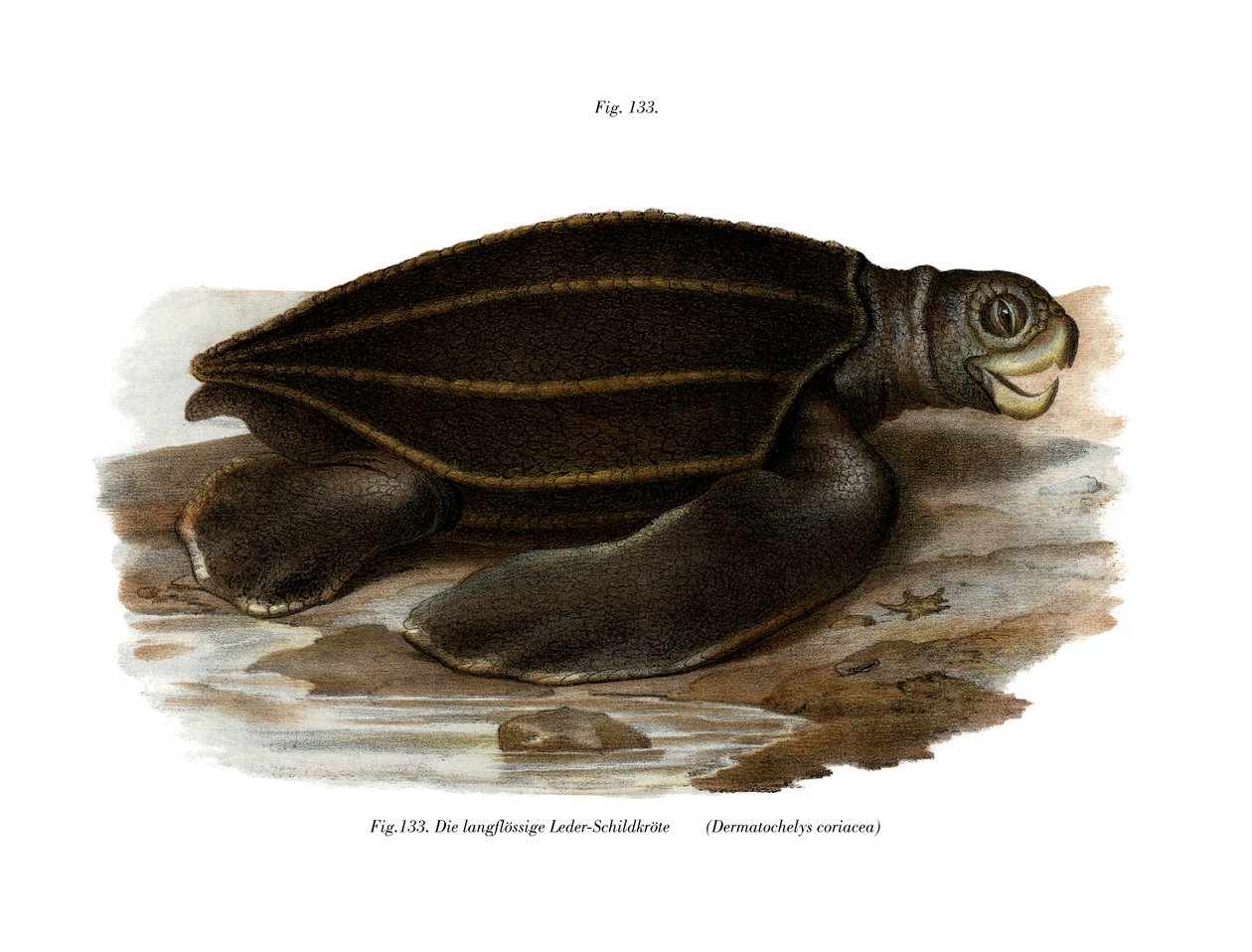 Lederschildkröte von German School