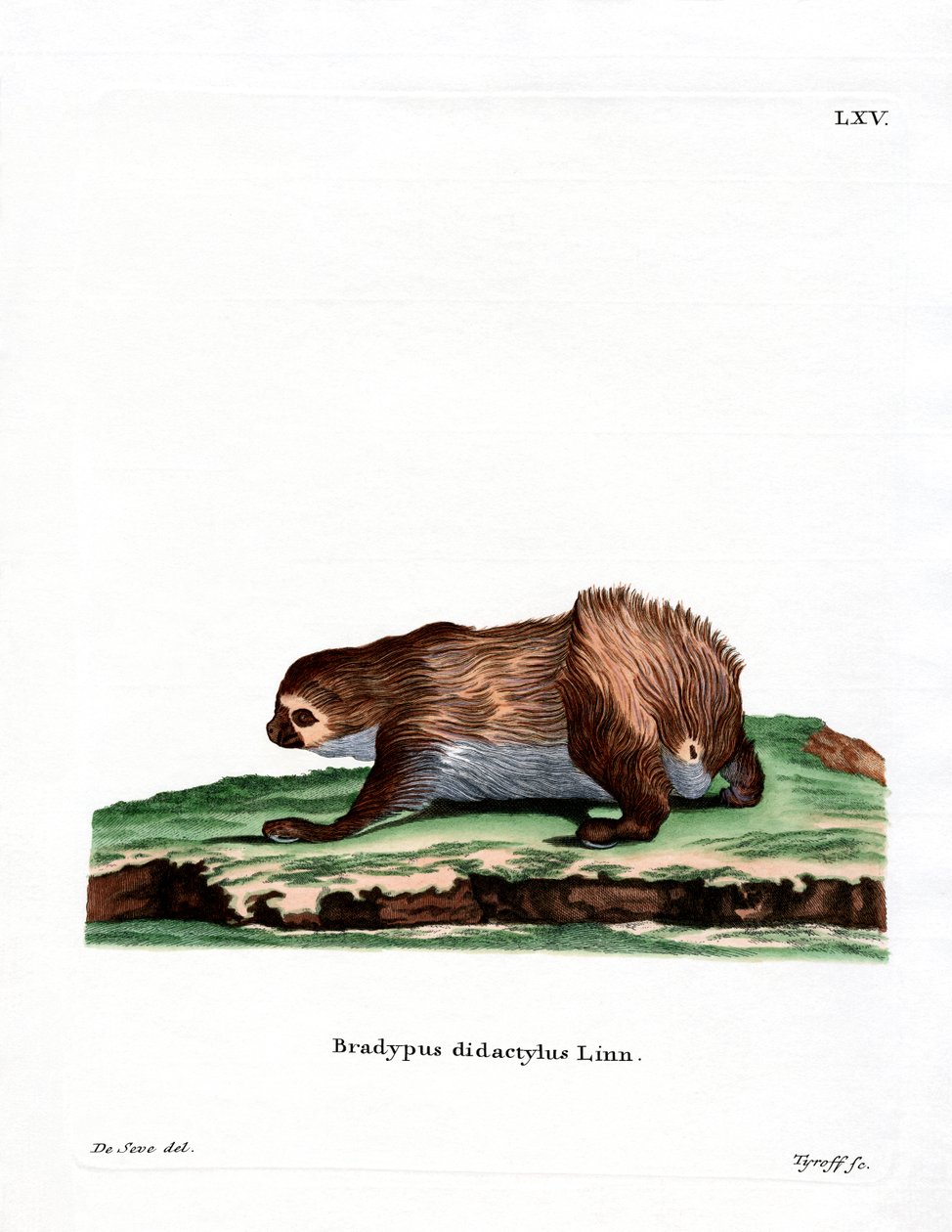 Linnaeus-Zweifingerfaultier von German School
