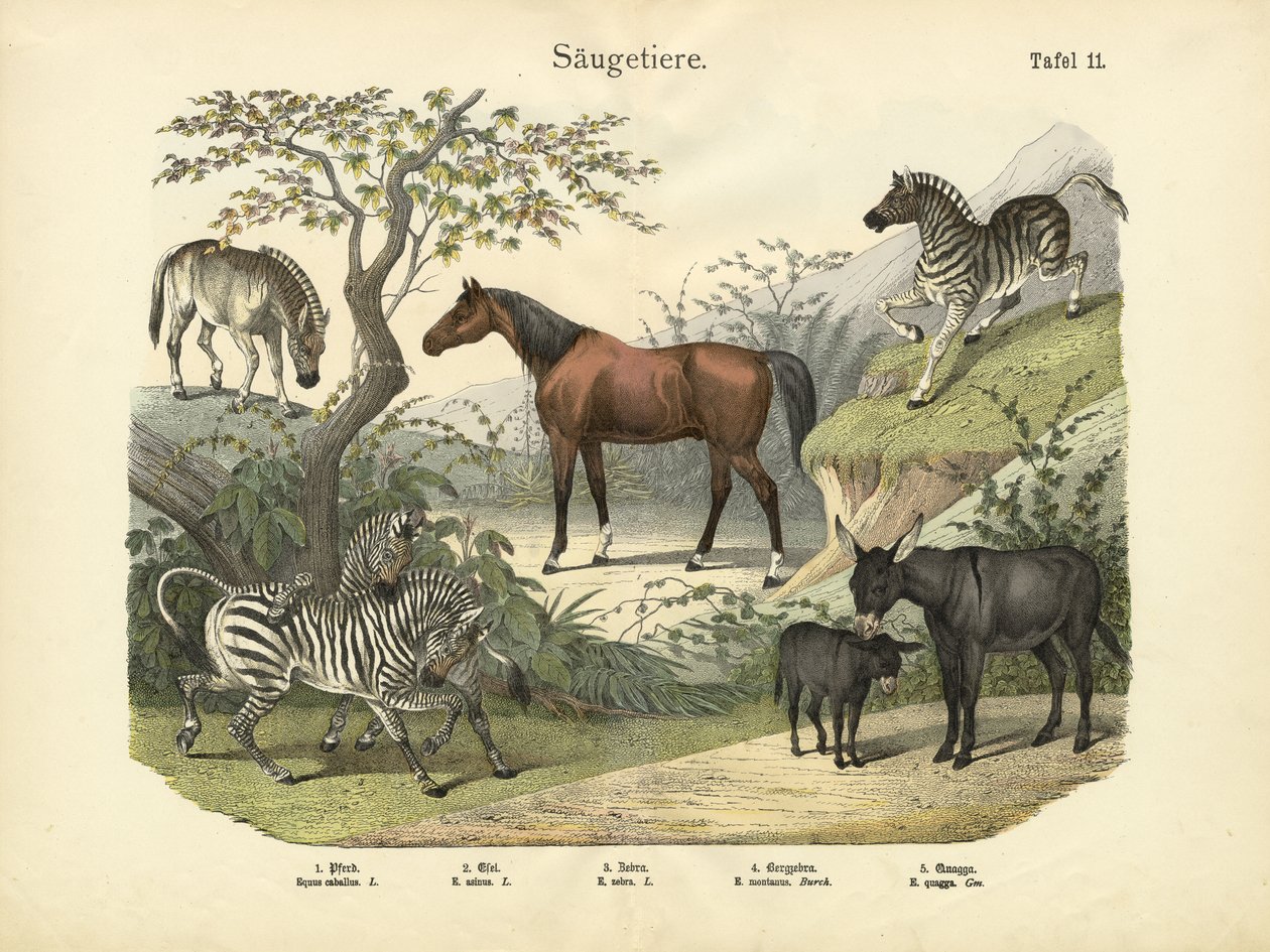 Säugetiere, um 1860 von German School