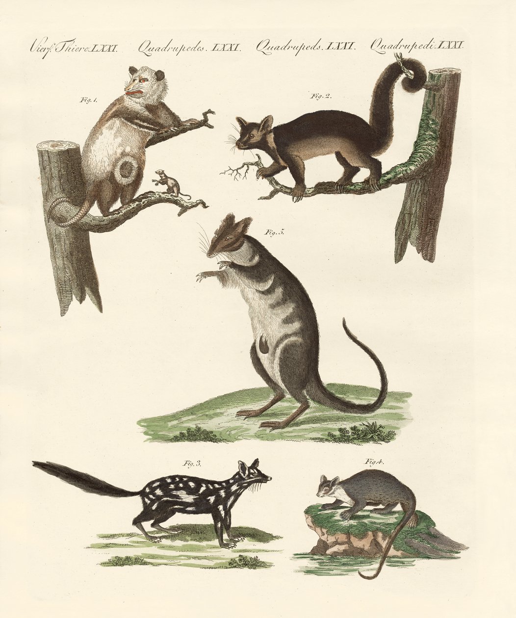 Beuteltiere von German School