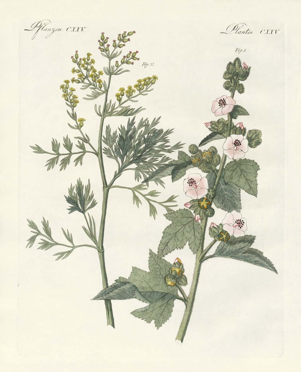 Medizinische Pflanzen von German School