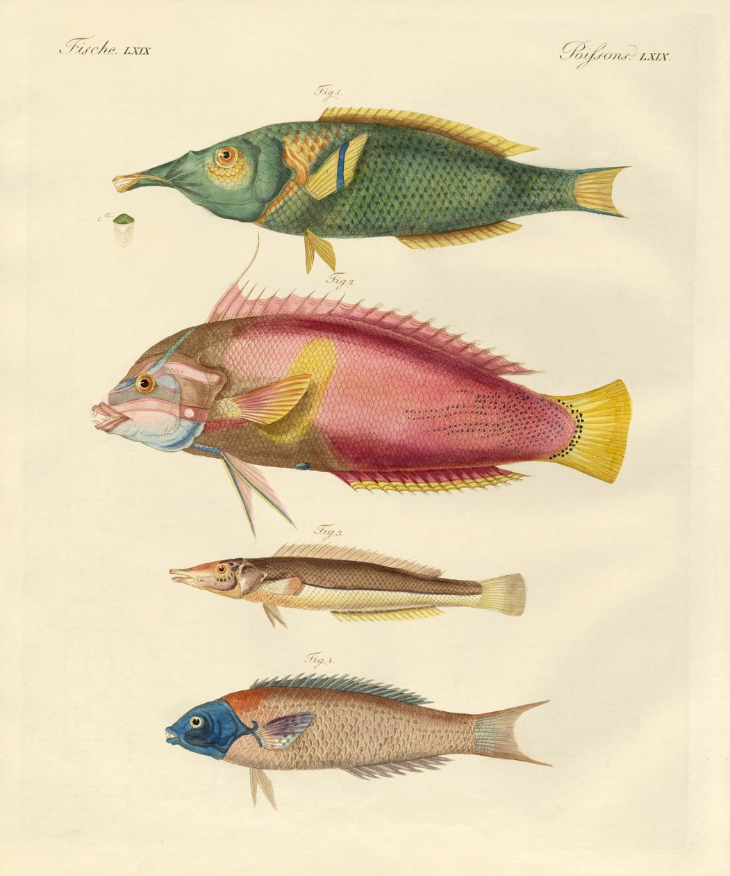 Neu entdeckte Fische von German School