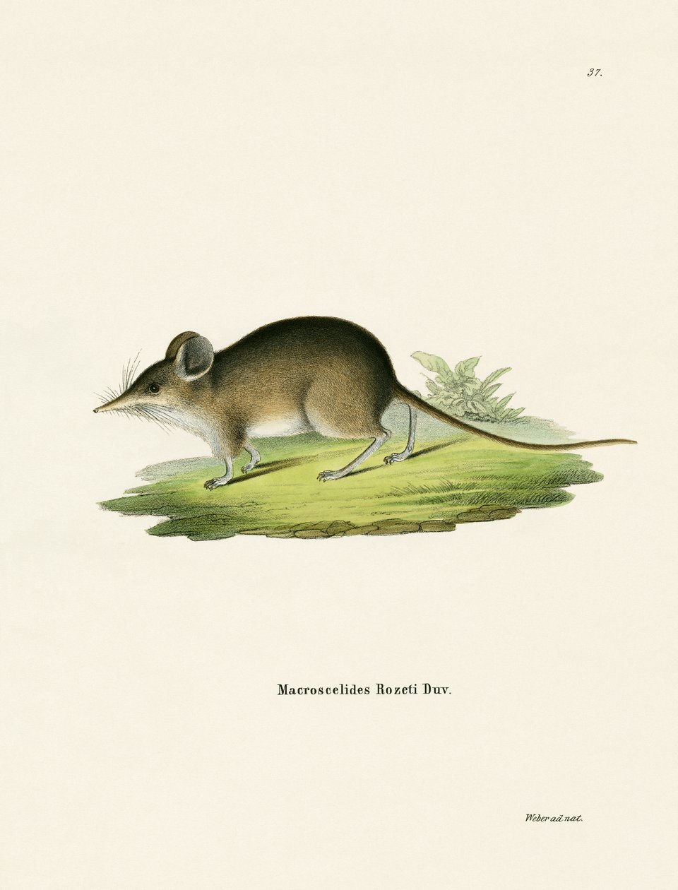 Nordafrikanische Elefantenspitzmaus von German School