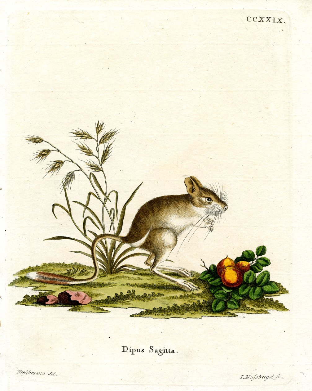 Nördliche Dreizehen-Springmaus von German School