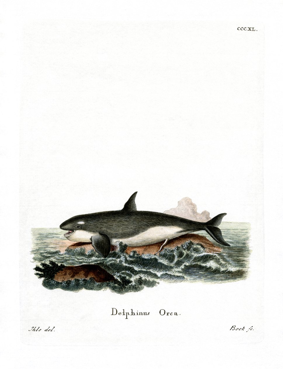 Orca von German School