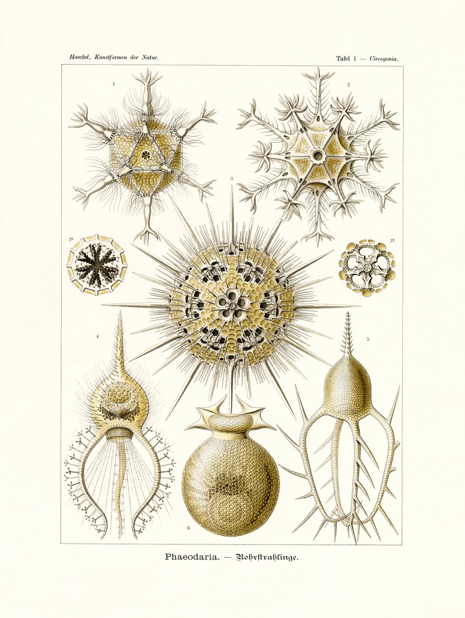 Phaeodaria von German School