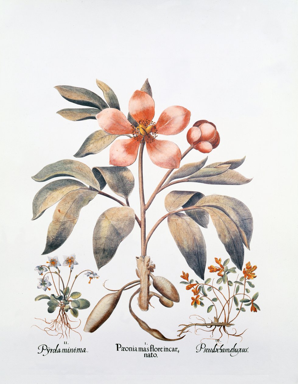 Rosa Pfingstrose von German School
