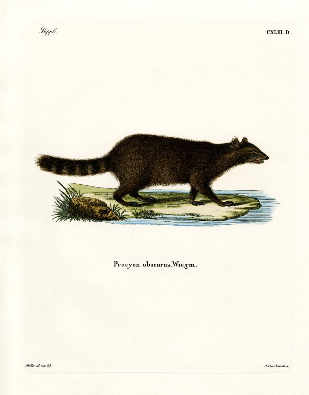 Waschbär von German School
