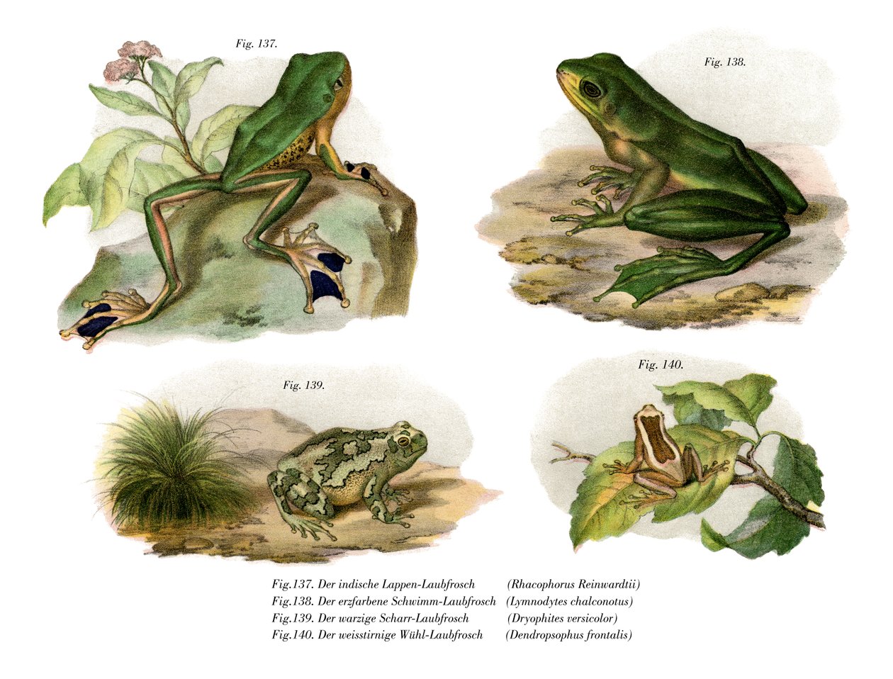 Reinwardts Flugfrosch von German School