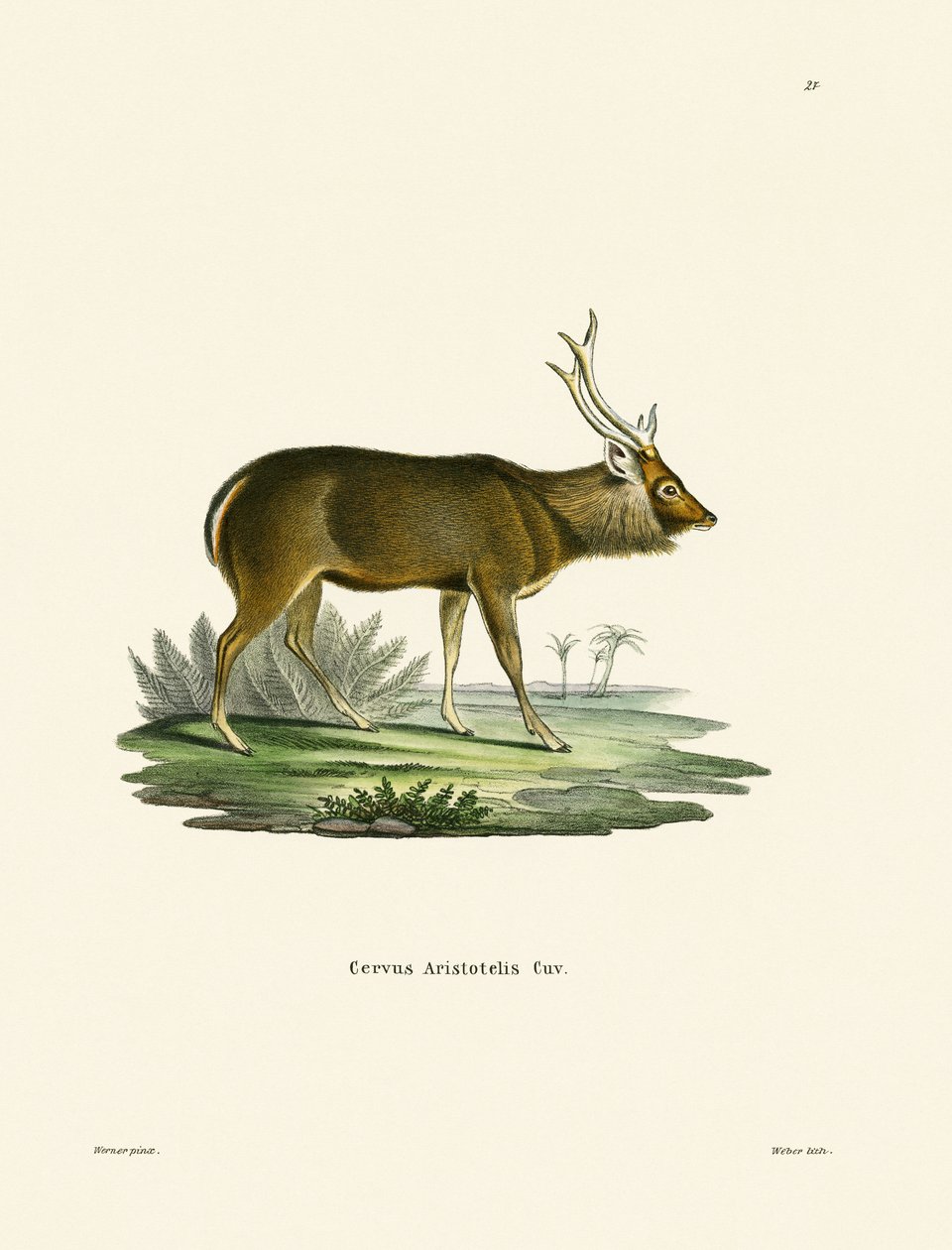Sambar (farbige Gravur) von German School