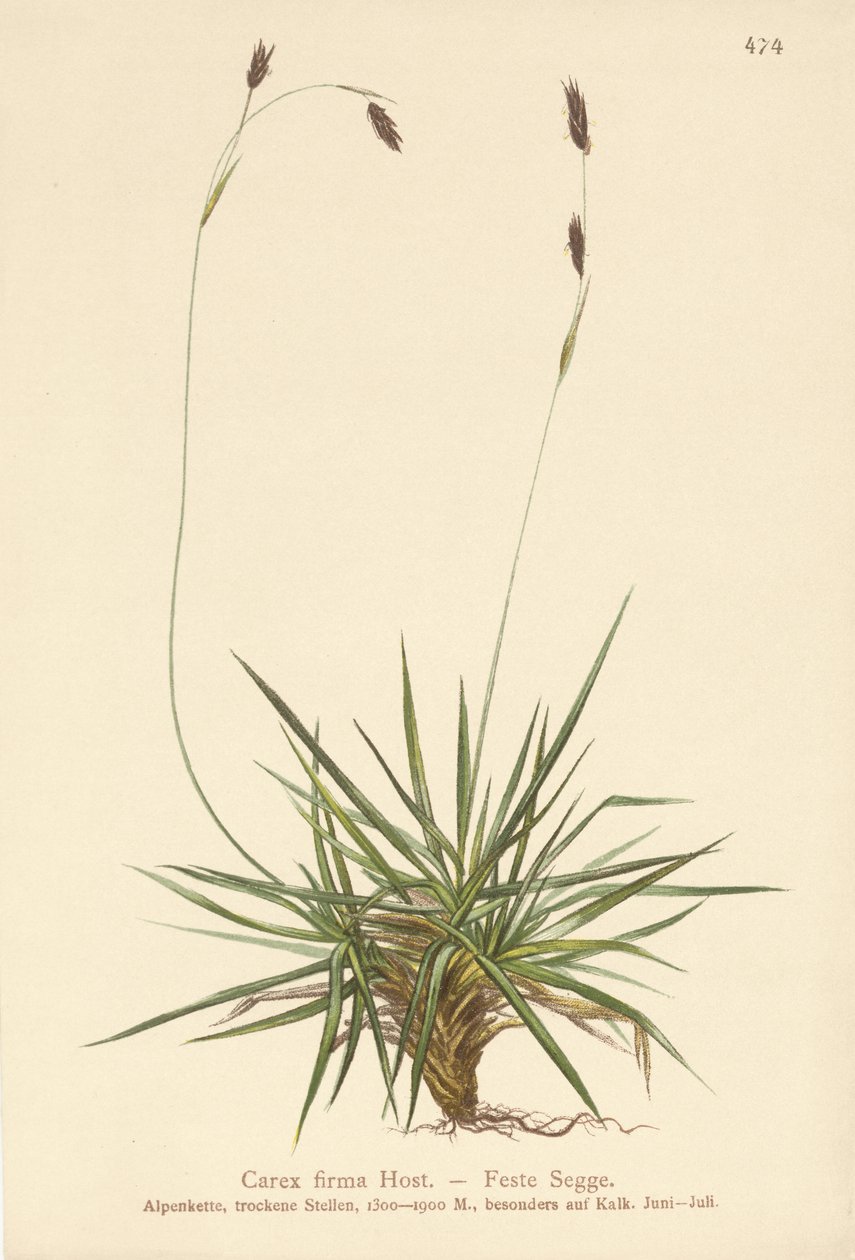 Segge (Carex firma) von German School