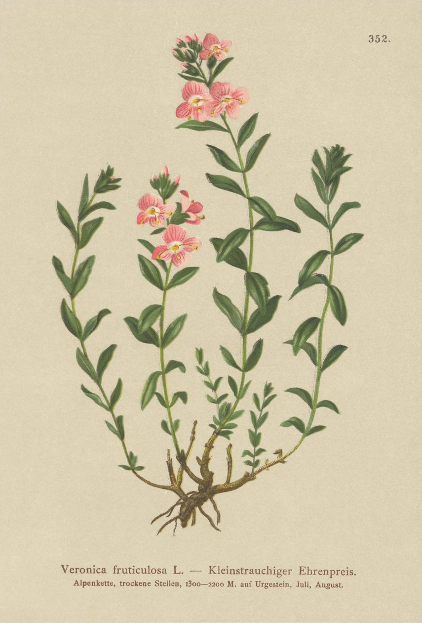 Strauchiger Ehrenpreis (Veronica fruticulosa, Veronica frutescens) von German School