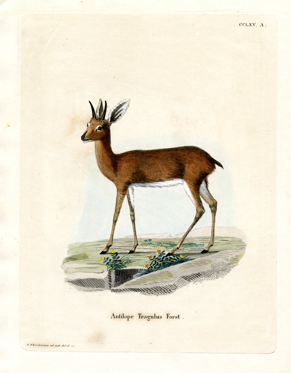 Steinbock von German School