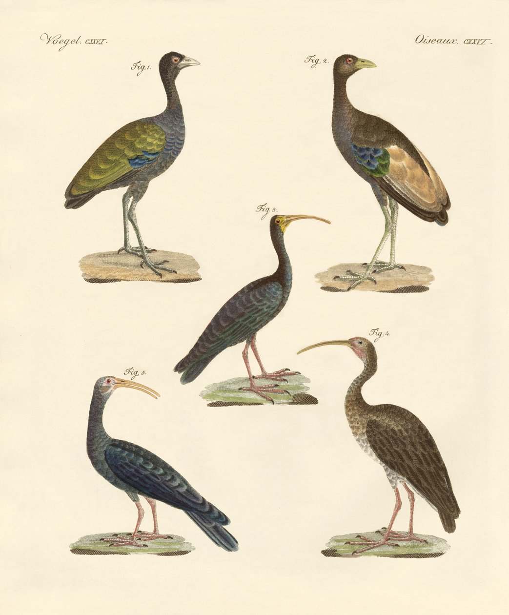 Seltsame brasilianische Vögel von German School