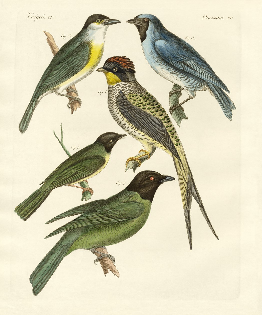 Seltsame Vögel von German School