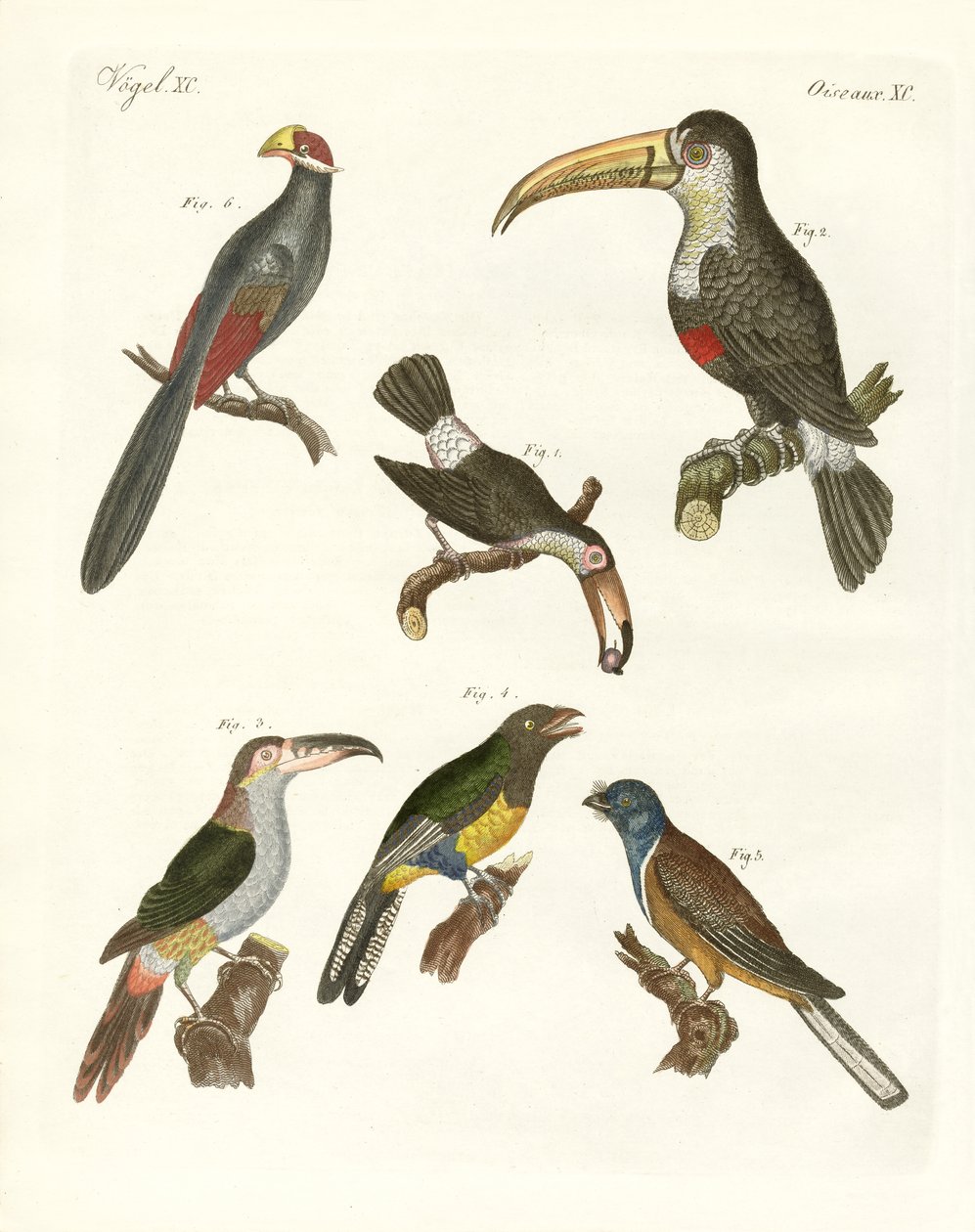 Seltsame Vögel von German School