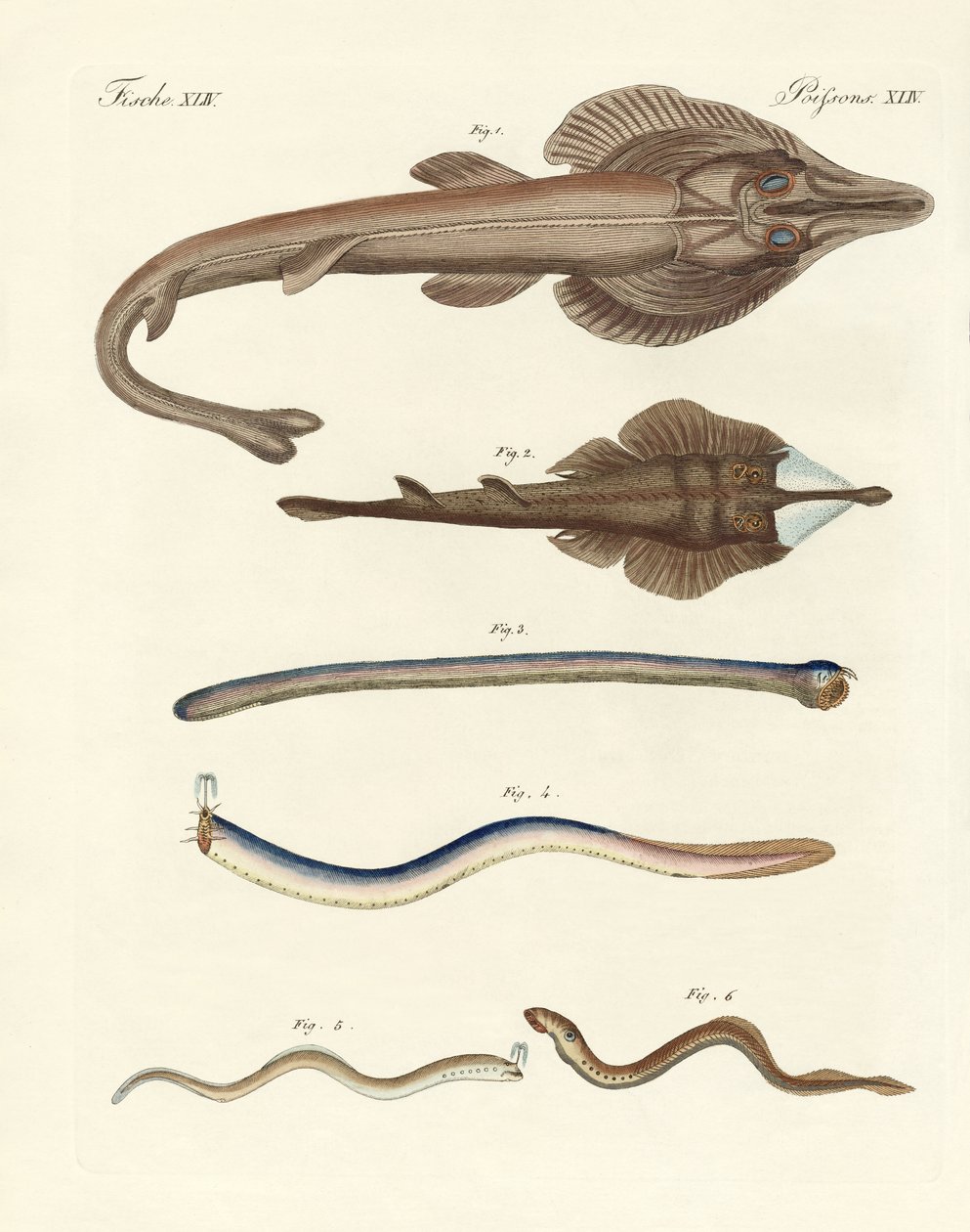 Seltsame Knorpelfische (Farbstich) von German School
