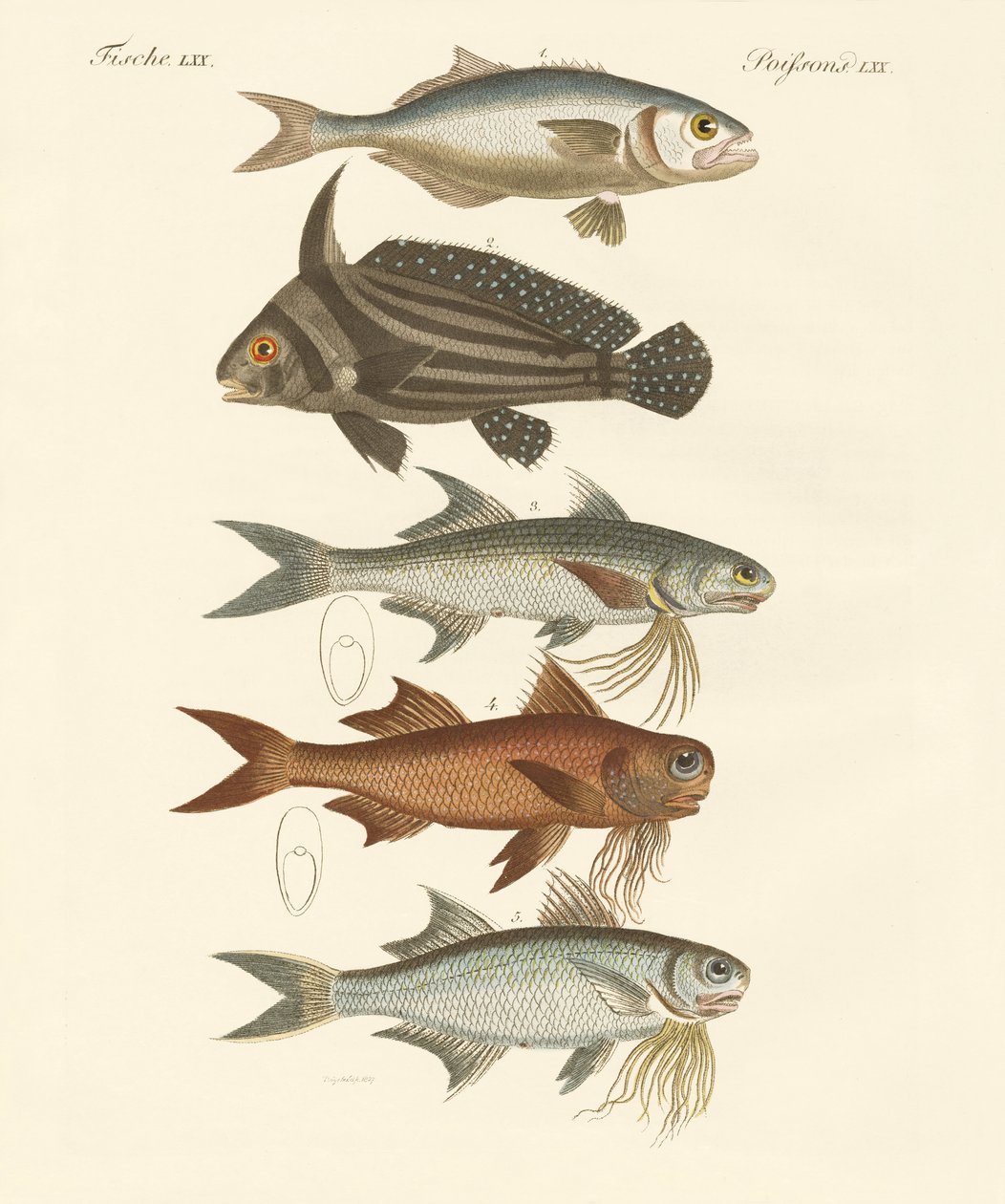 Seltsame Fische von German School