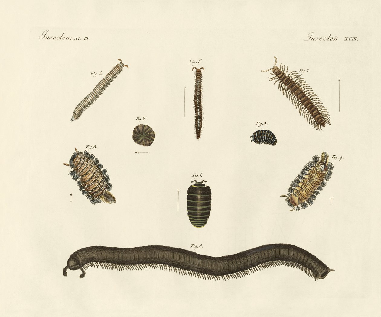 Seltsame Insekten von German School