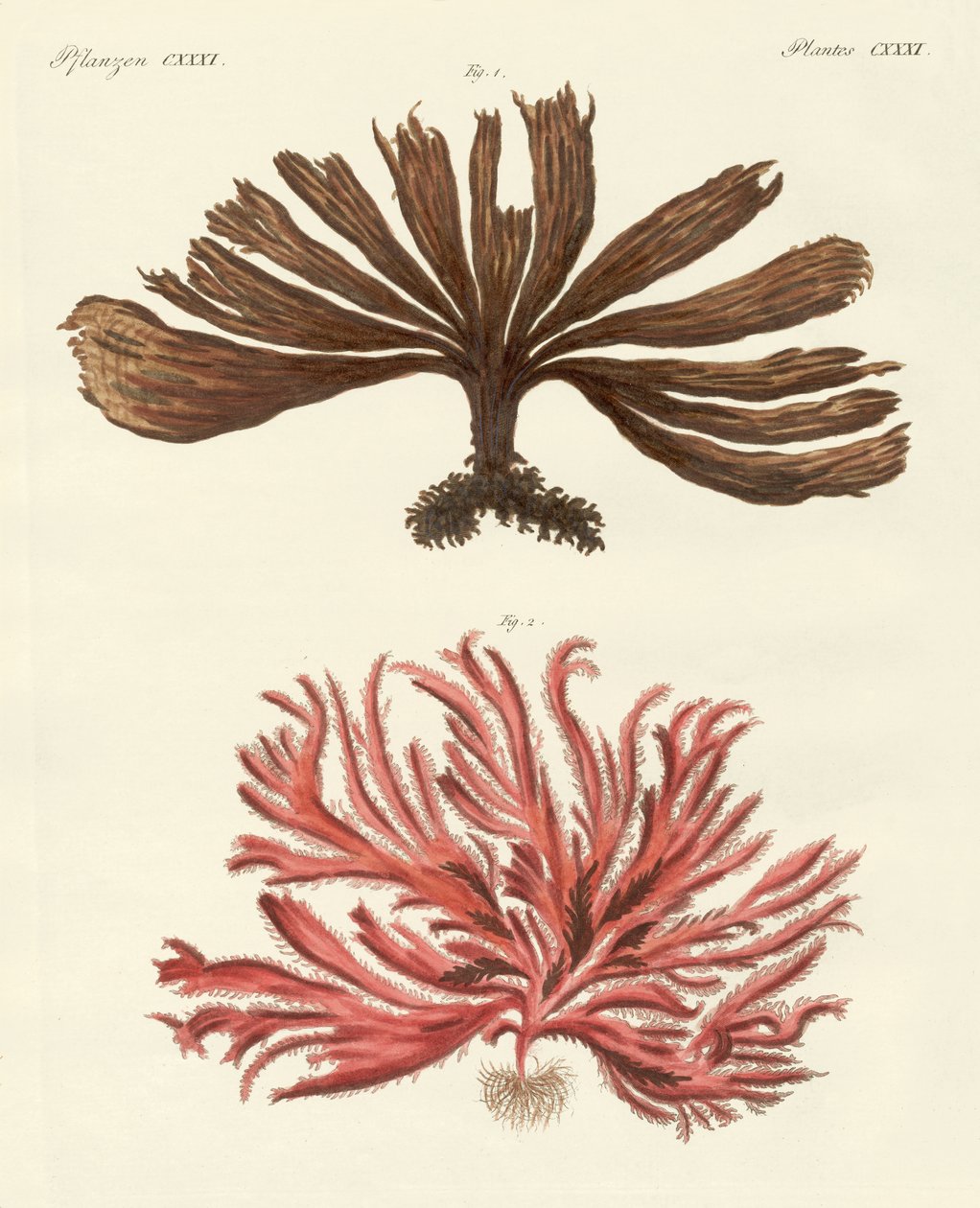 Seltsame Arten von Algen von German School