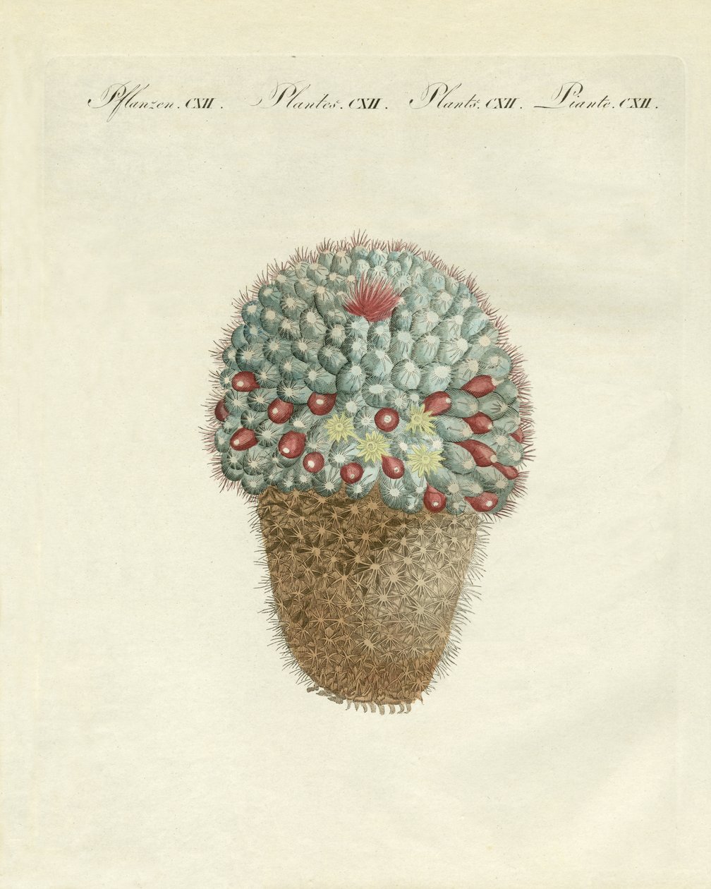 Die brustförmige Melonen-Distel von German School