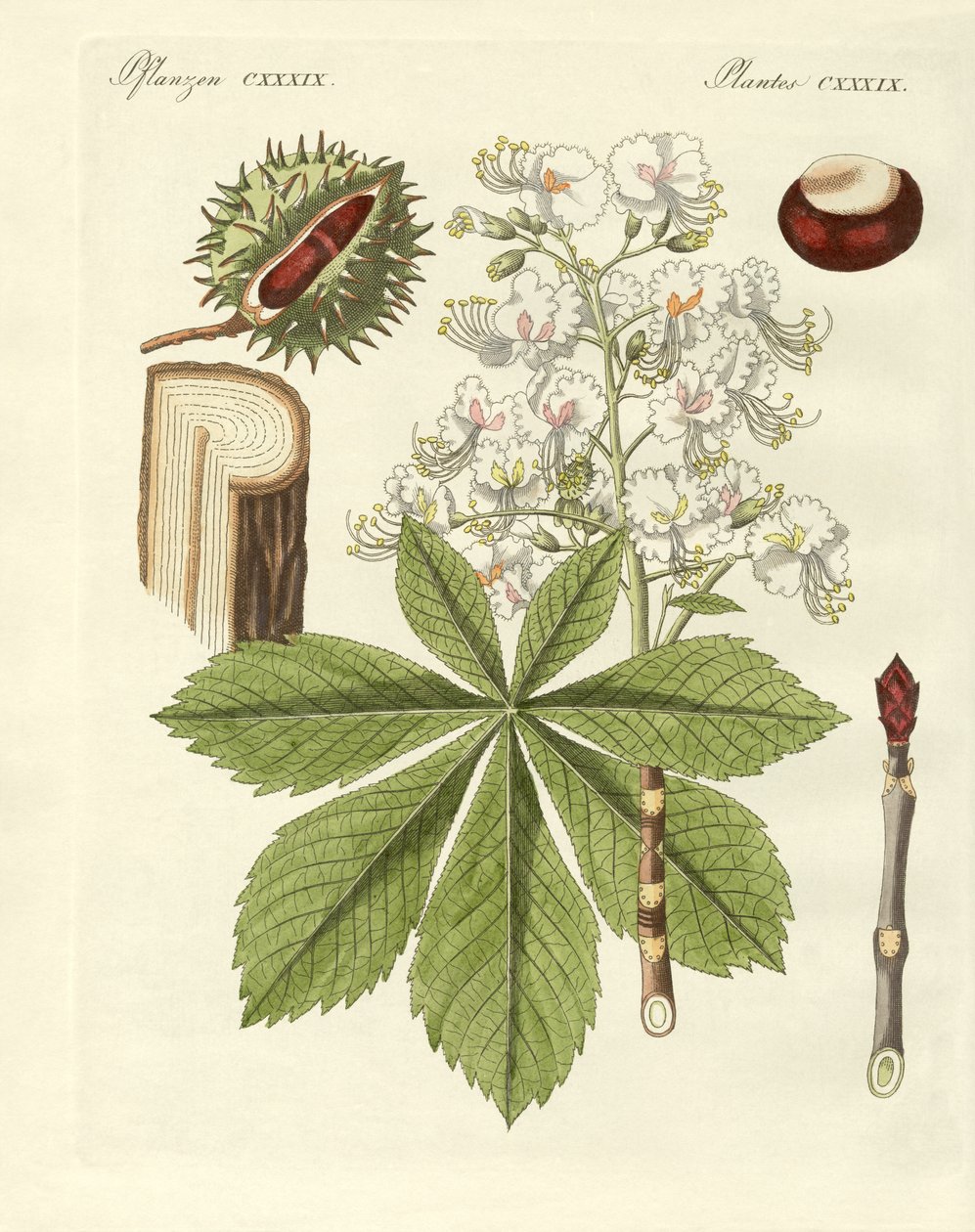 Der Rosskastanienbaum von German School