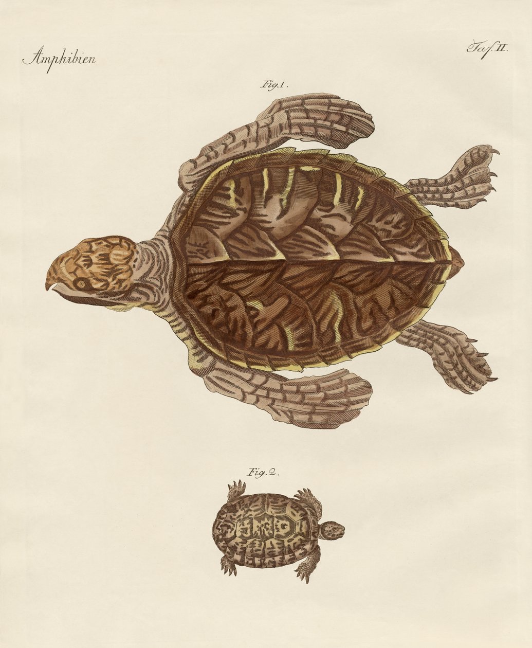 Schildkröten von German School