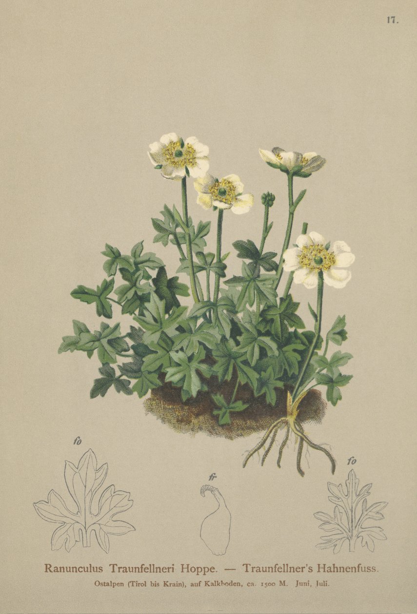 Traunfellners Hahnenfuß (Ranunculus Traunfellneri) von German School