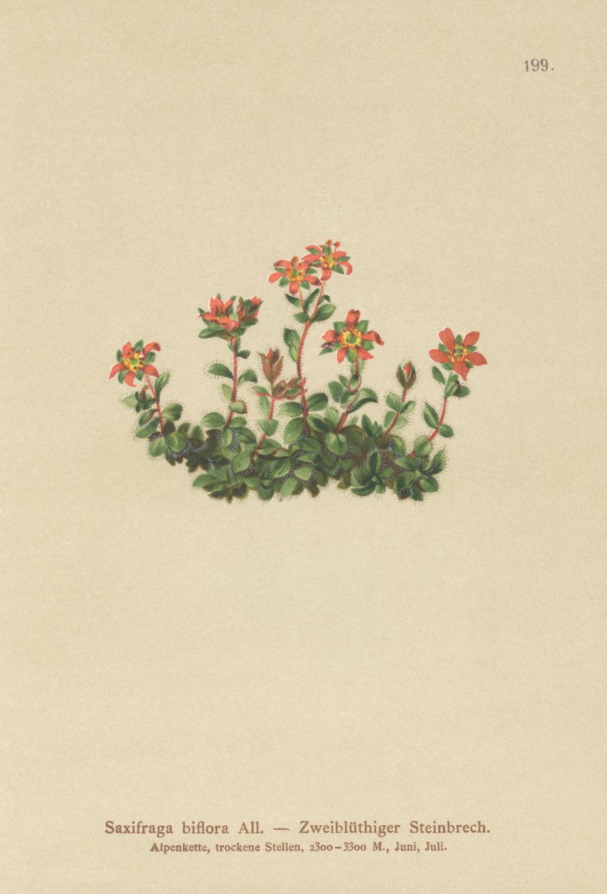 Zweiblütiger Steinbrech (Saxifraga biflora) von German School