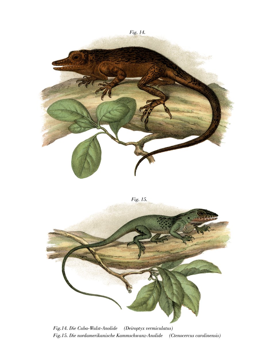 Vinales-Anolis von German School