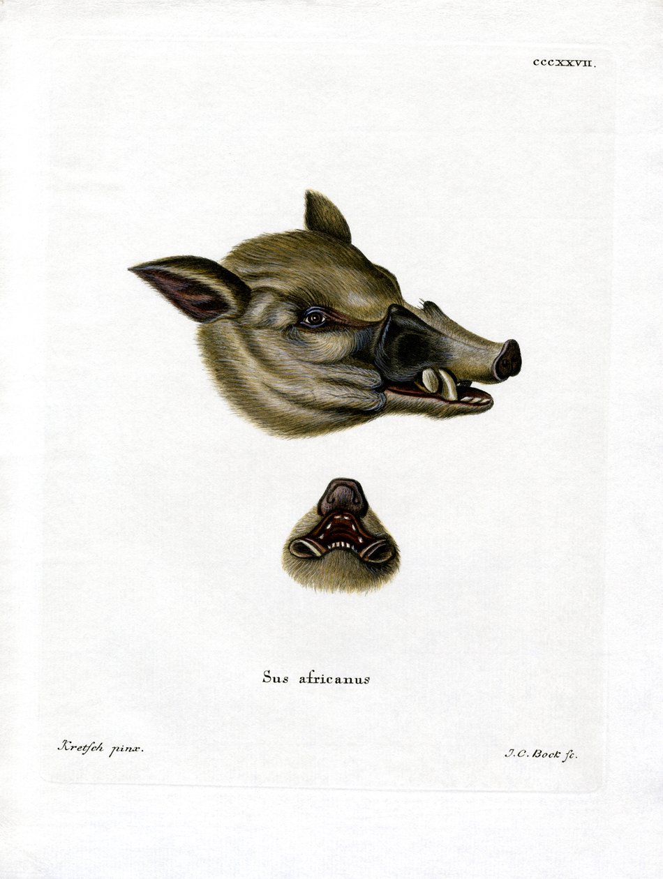 Warzenschwein von German School