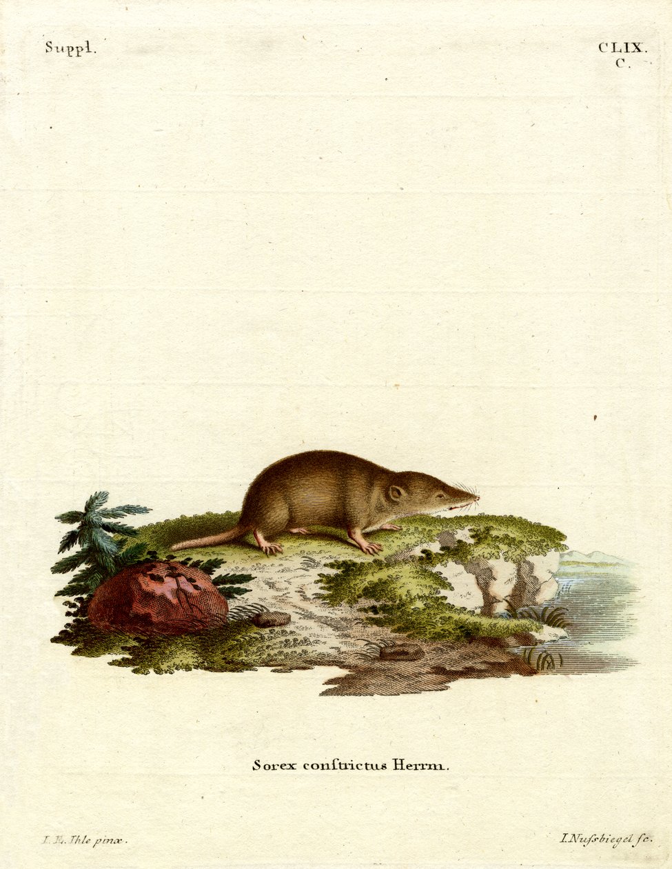 Wasserspitzmaus von German School
