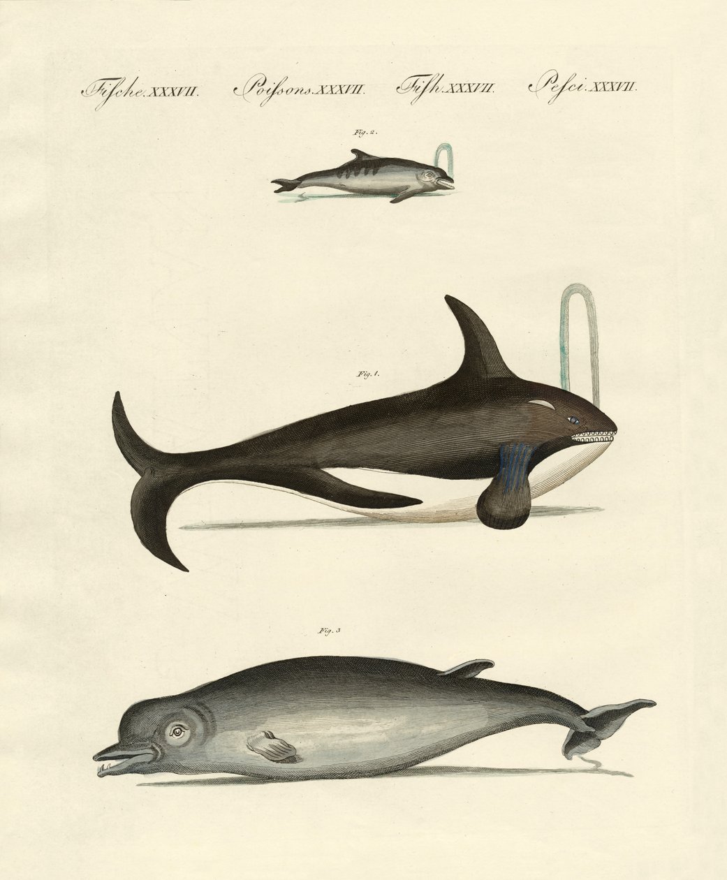 Wale und Delfine von German School