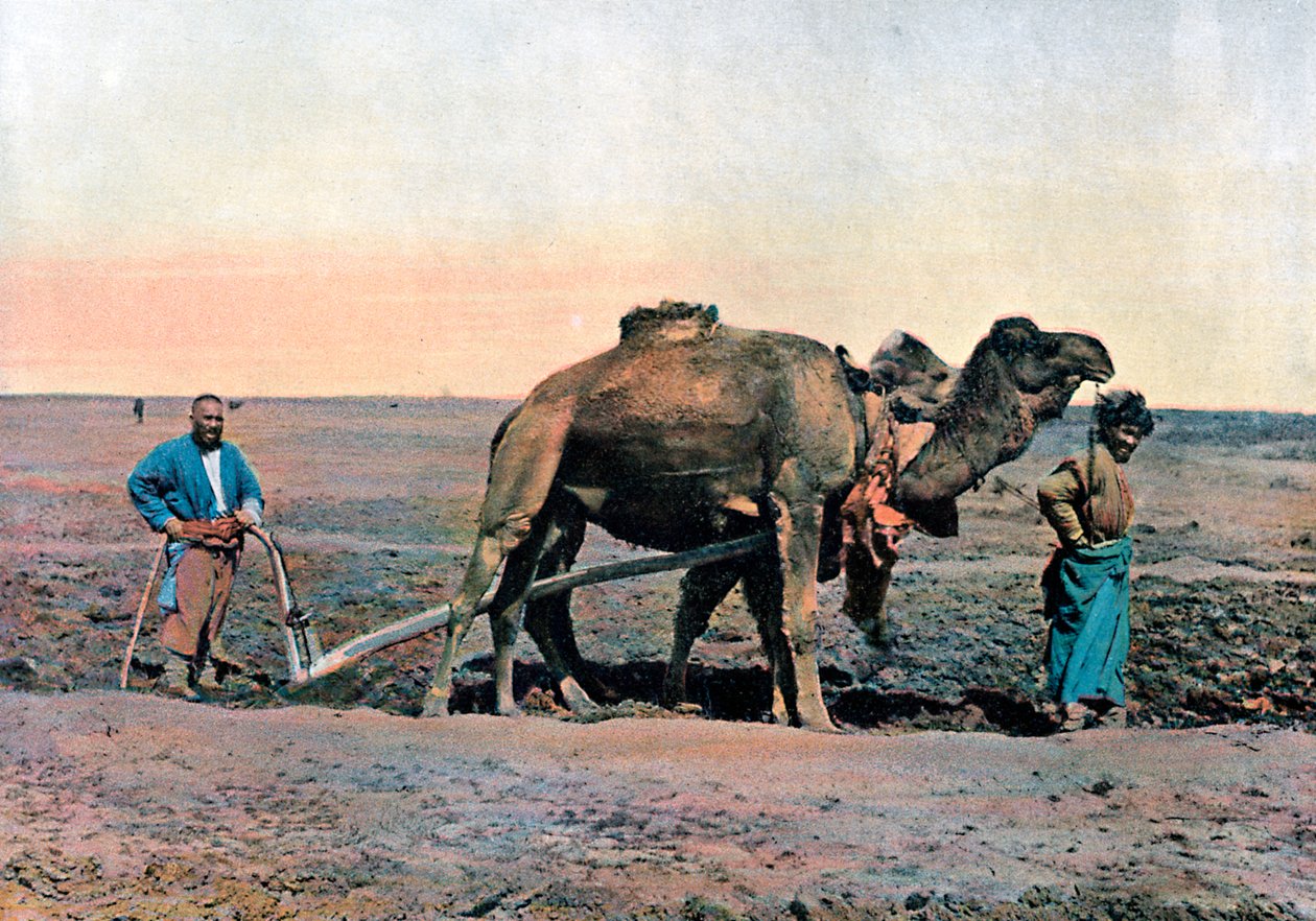 Bauern pflügen mit einem Kamel, Kaukasus, um 1890 von Gillot