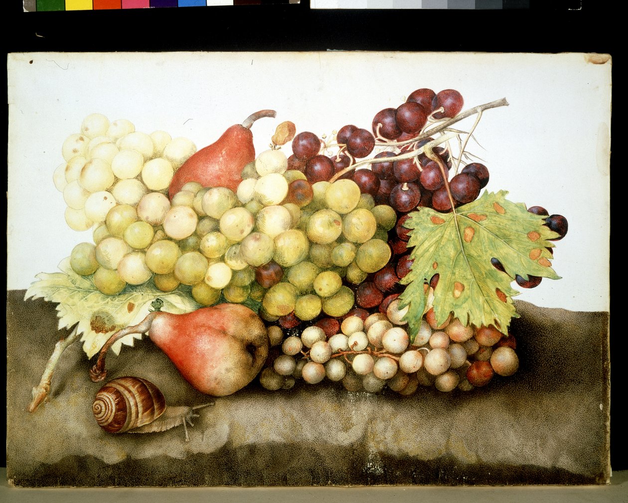 Unbekanntes Bild von Giovanna Garzoni