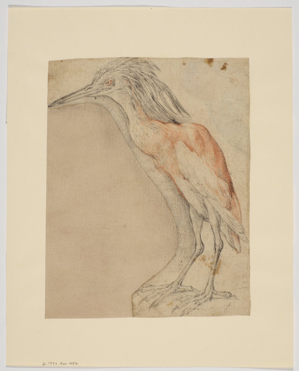 Reiher, recto von Giovanni da Udine (after)