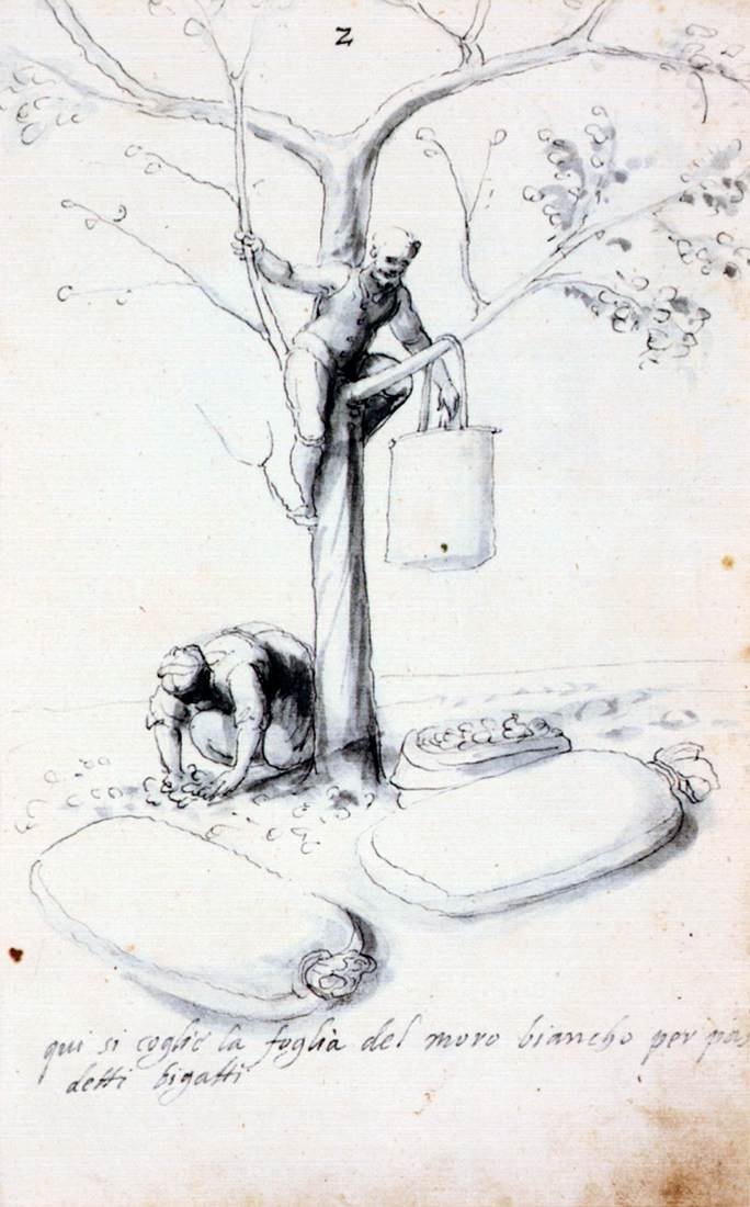 Abhandlung über Seidenkultur und -herstellung von Giuseppe Arcimboldo