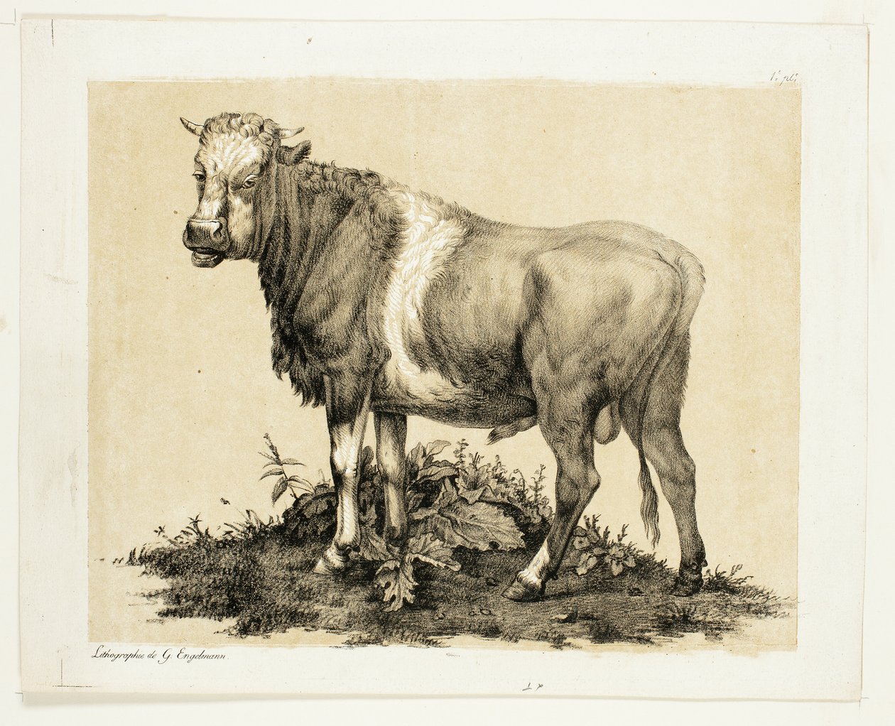 Der Stier von Gottfried Engelmann