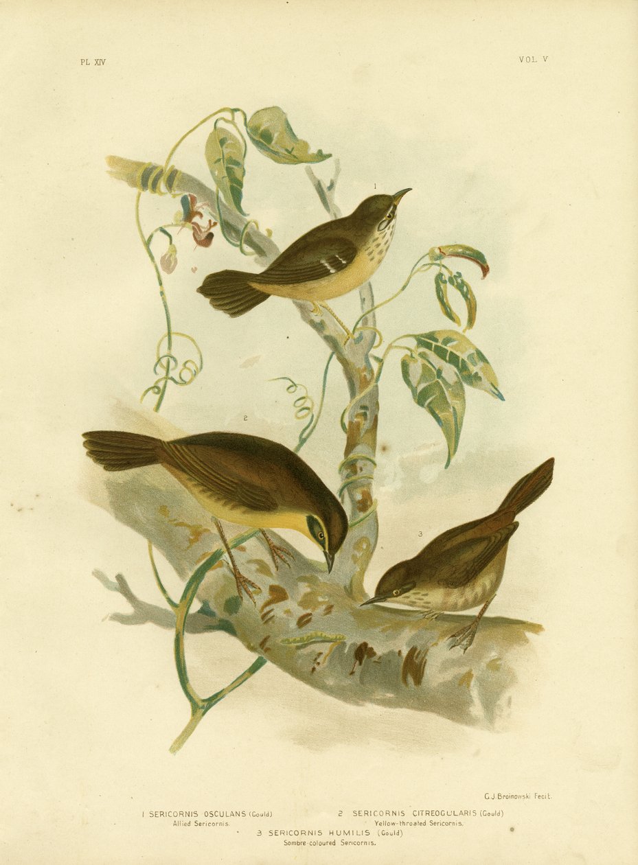 Allied Scrubwren oder Weißbrauen-Scrubwren, 1891 von Gracius Broinowski