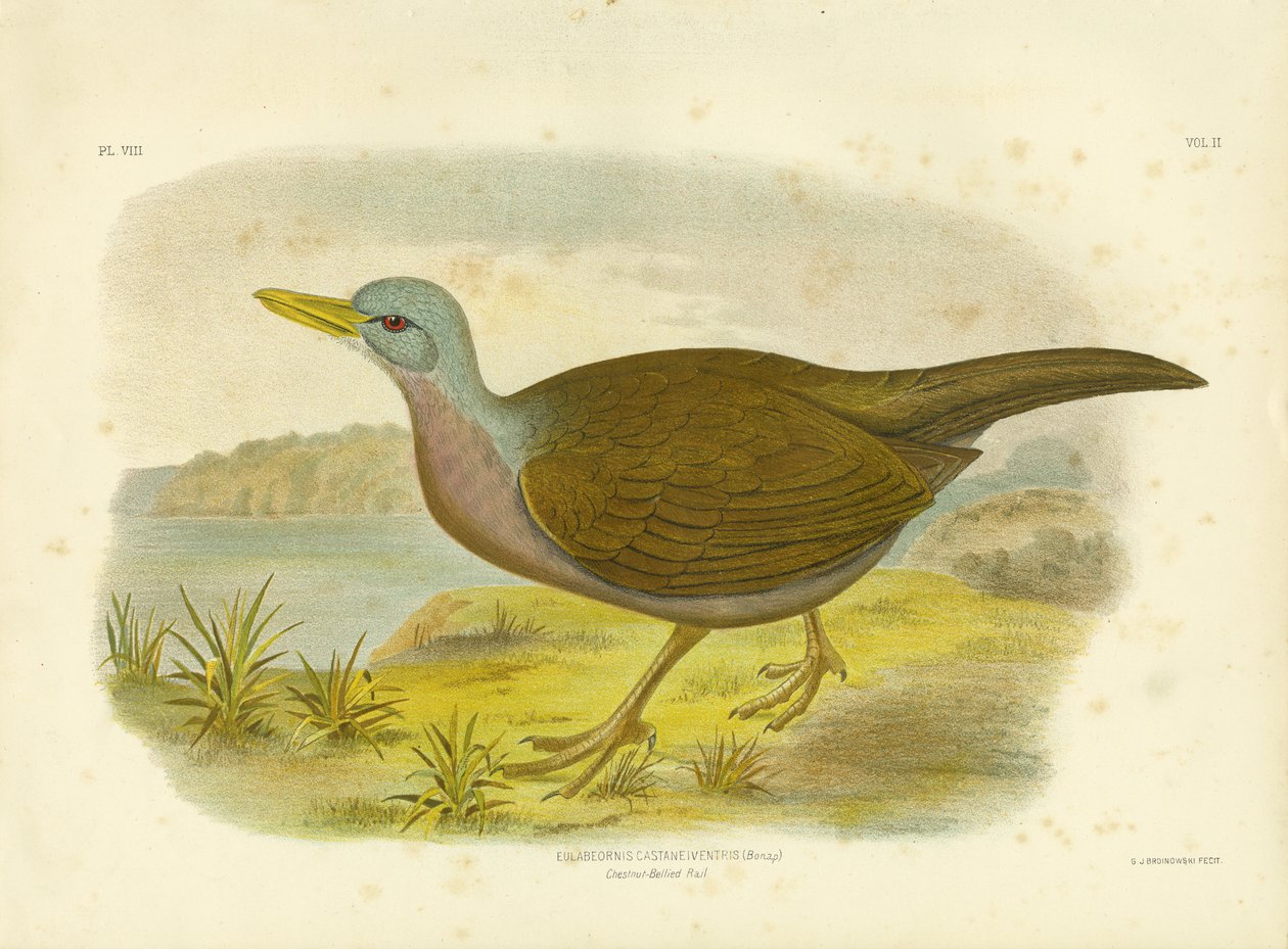 Kastanienbauch-Ralle, 1891 von Gracius Broinowski