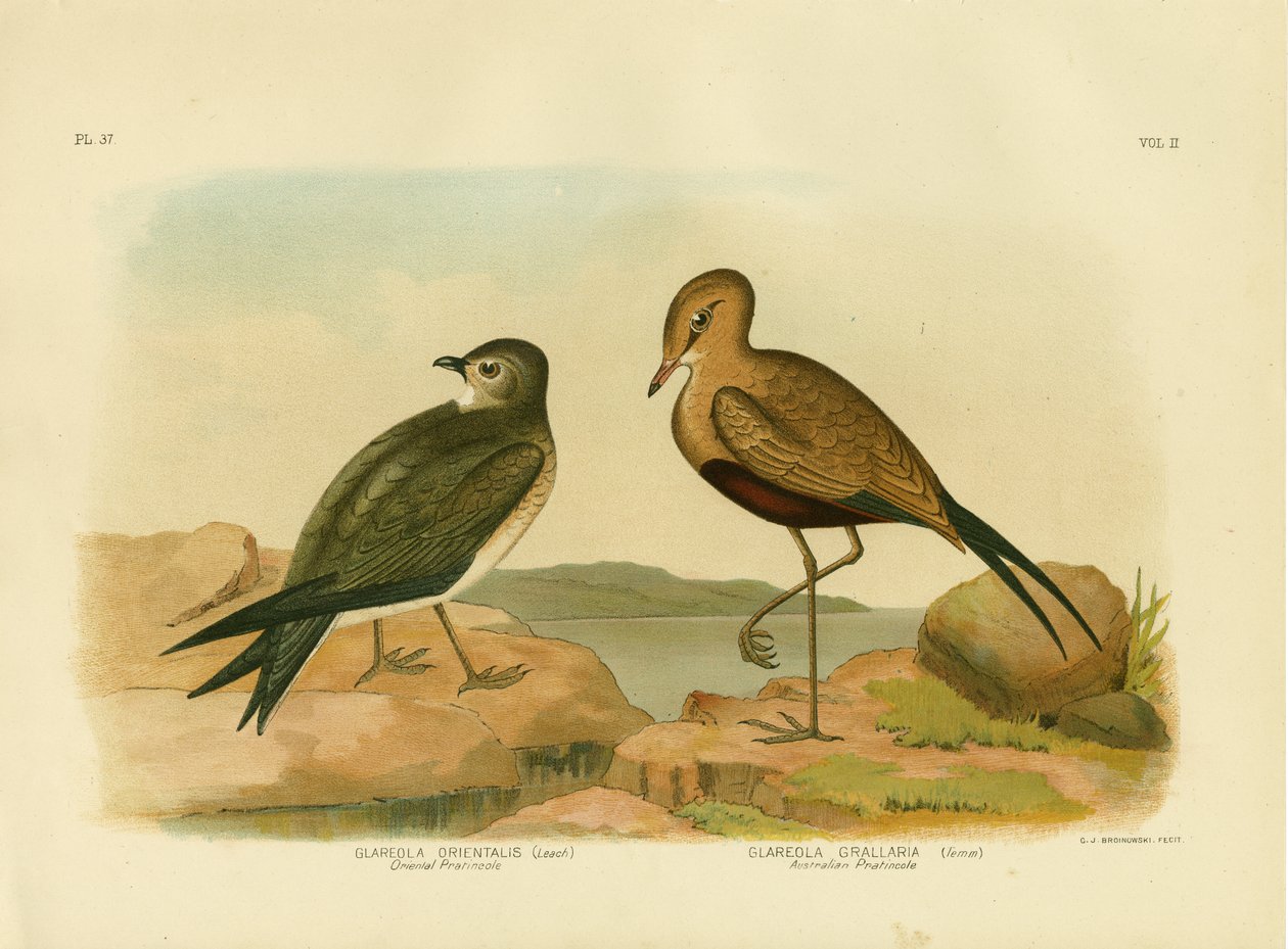 Orient-Schlammläufer oder Kleiner Schlammläufer, 1891 von Gracius Broinowski