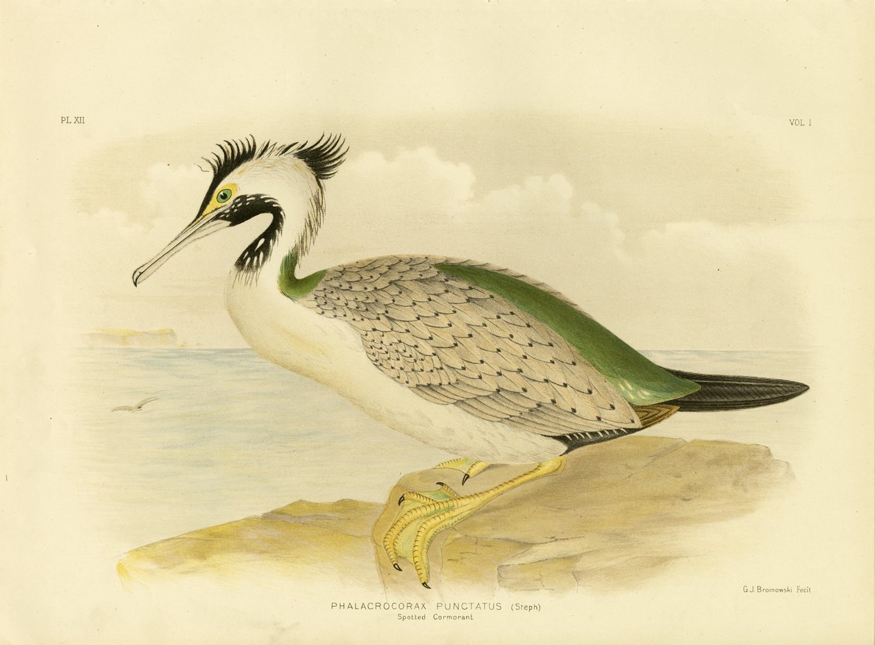 Gefleckter Kormoran, 1891 von Gracius Broinowski