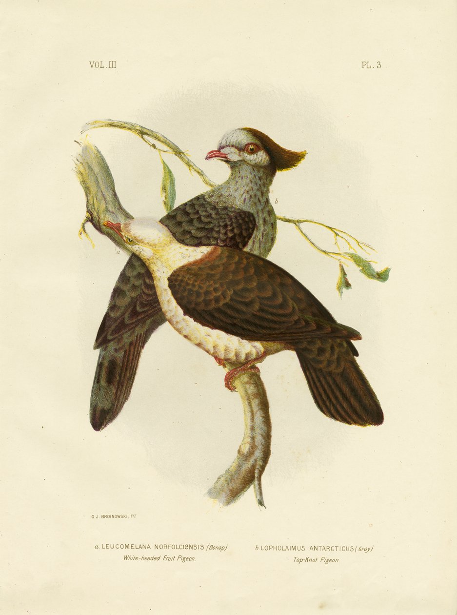 Weißköpfige Fruchttaube, 1891 von Gracius Broinowski